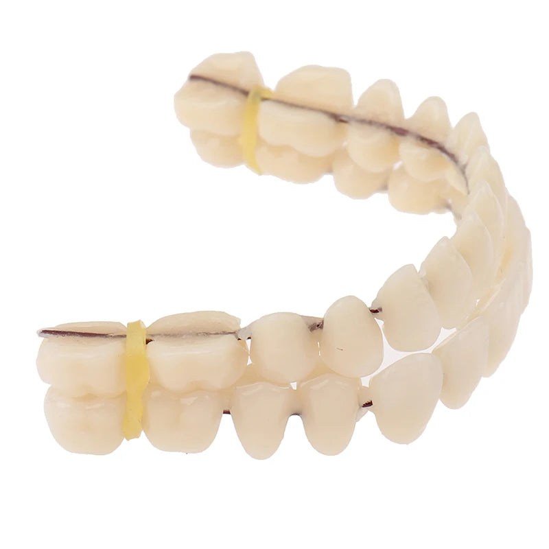 1PC Universal Resi False Teeth Resin Model Durable Dentures Dental Material Teeth Teaching Model Dedicated Teeth