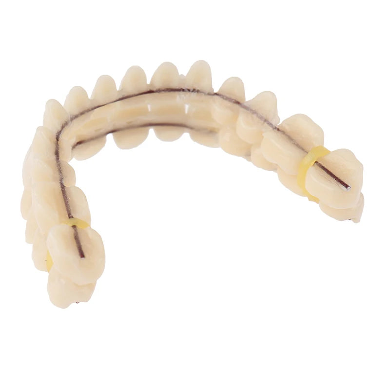 1PC Universal Resi False Teeth Resin Model Durable Dentures Dental Material Teeth Teaching Model Dedicated Teeth