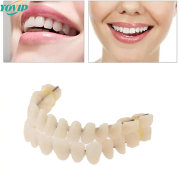 1PC Universal Resi False Teeth Resin Model Durable Dentures Dental Material Teeth Teaching Model Dedicated Teeth