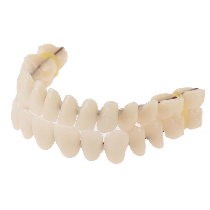 1PC Universal Resi False Teeth Resin Model Durable Dentures Dental Material Teeth Teaching Model Dedicated Teeth